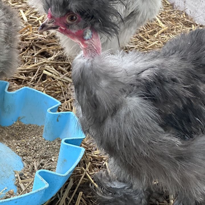 Free-range chickens on pasture