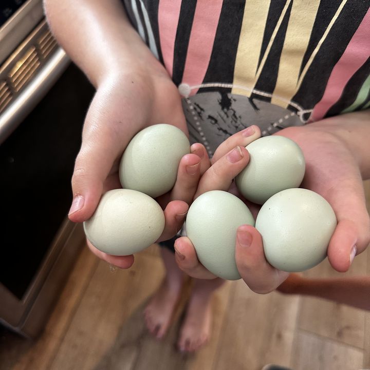 Fresh farm eggs in a basket