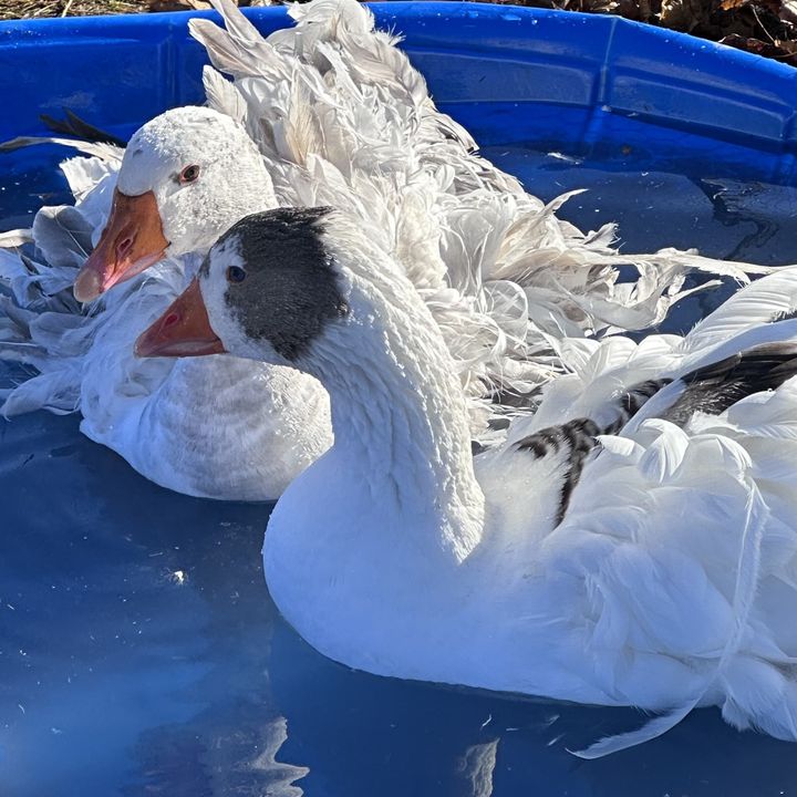Our ducks on the farm