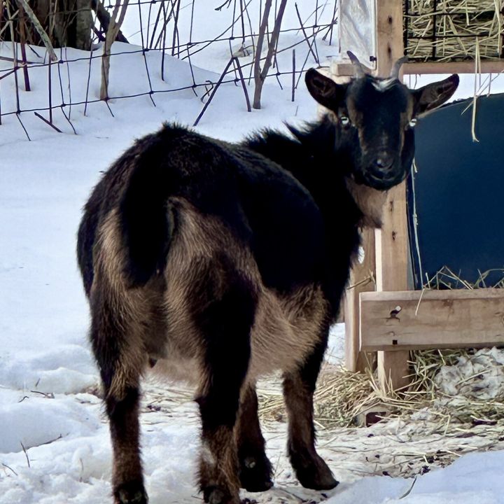 Life on the farm at Patchwork Acres