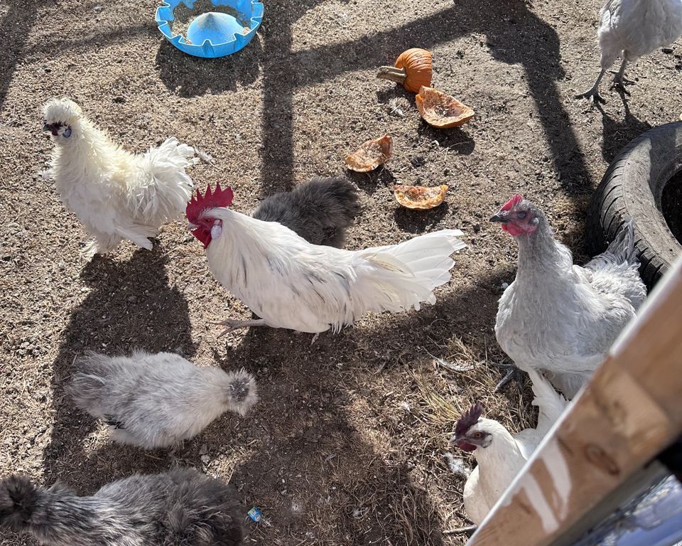 Patchwork Acres Homestead chickens and ducks